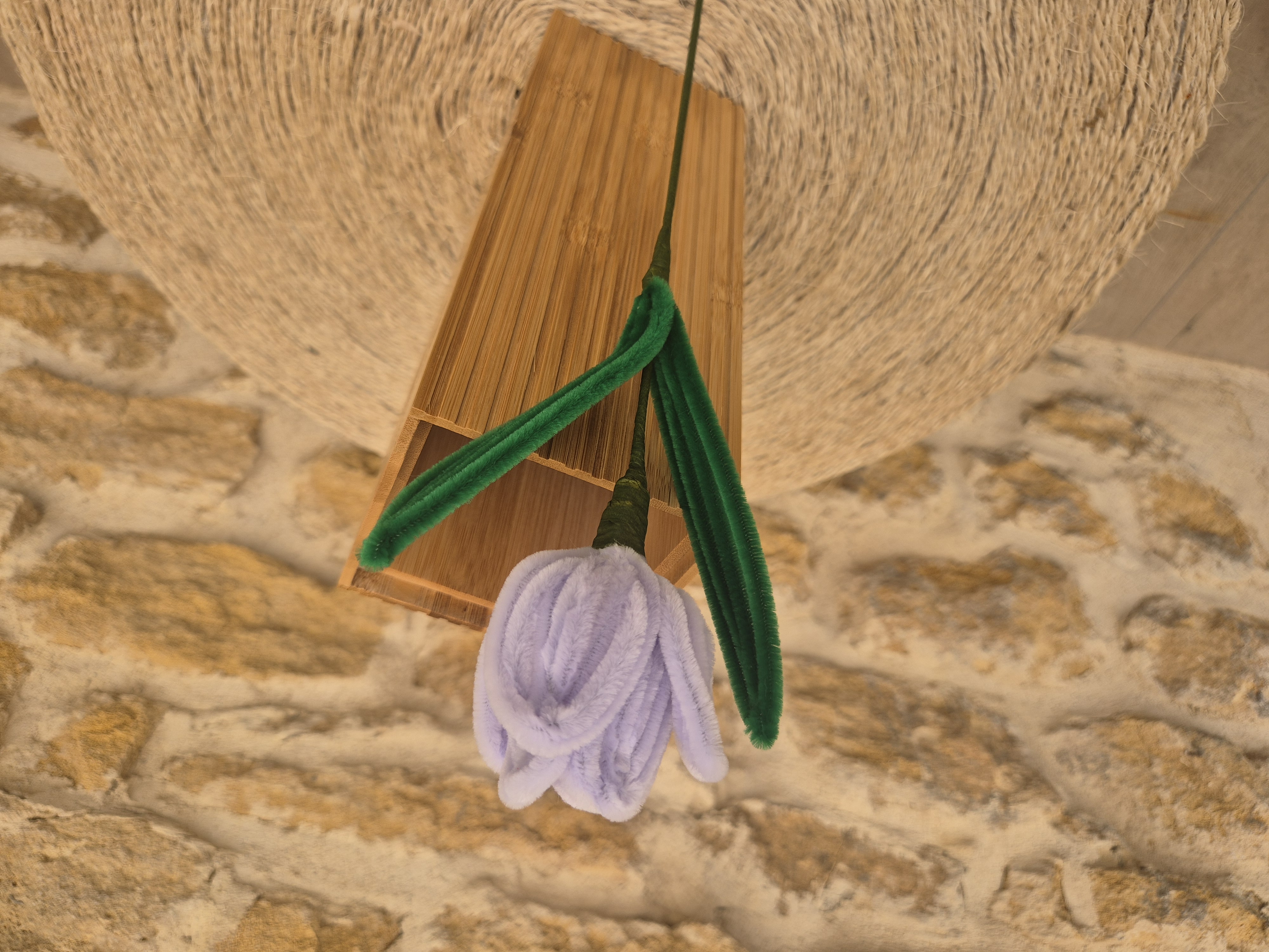 Tulipe cure pipe violet clair