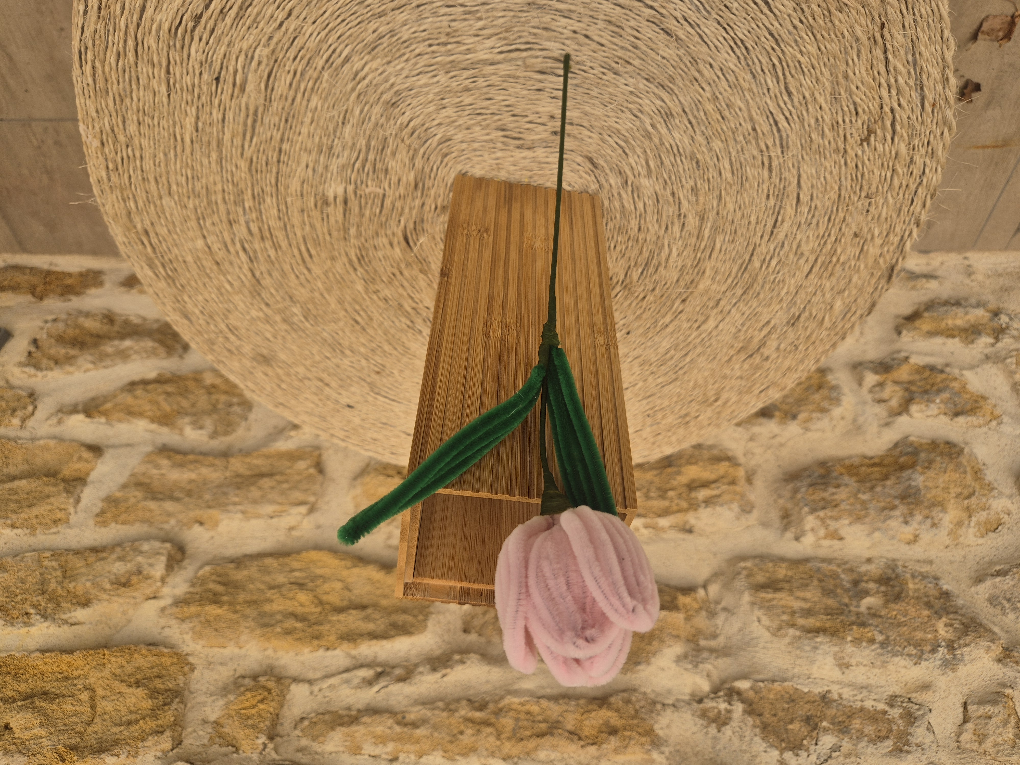 Tulipe cure pipe rose